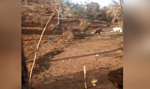 The boy was practising bowling skills in an enclosure of fishing net