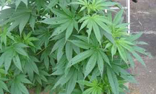 കാടപ്പടിയിൽ വീട്ടുമുറ്റത്ത് കഞ്ചാവ് ചെടി കണ്ടെത്തി