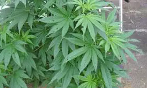 കാടപ്പടിയിൽ വീട്ടുമുറ്റത്ത് കഞ്ചാവ് ചെടി കണ്ടെത്തി