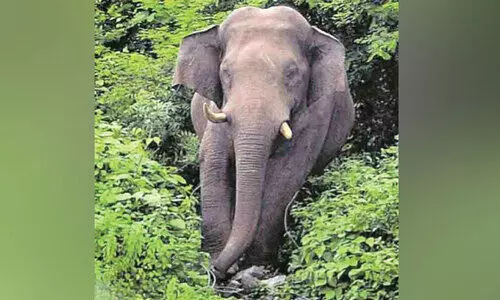 കാട്ടാന ശല്യം: അട്ടപ്പാടിയിൽ മൂന്ന് പഞ്ചായത്തുകളിലും ആർ.ആർ.ടി ഫോഴ്സ്