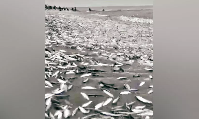 കടലോര മേഖലകളിൽ മത്തി ചാകര കടലോര മേഖലകളിൽ മത്തി ചാകര