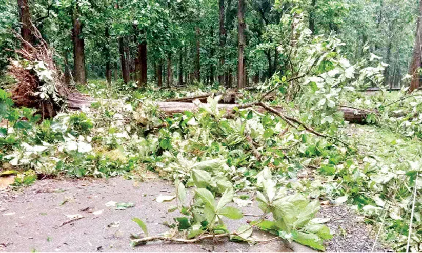 ആഞ്ഞുവീശി കാറ്റ്; നിലംപതിച്ചത് നിരവധി തേക്കുകൾ