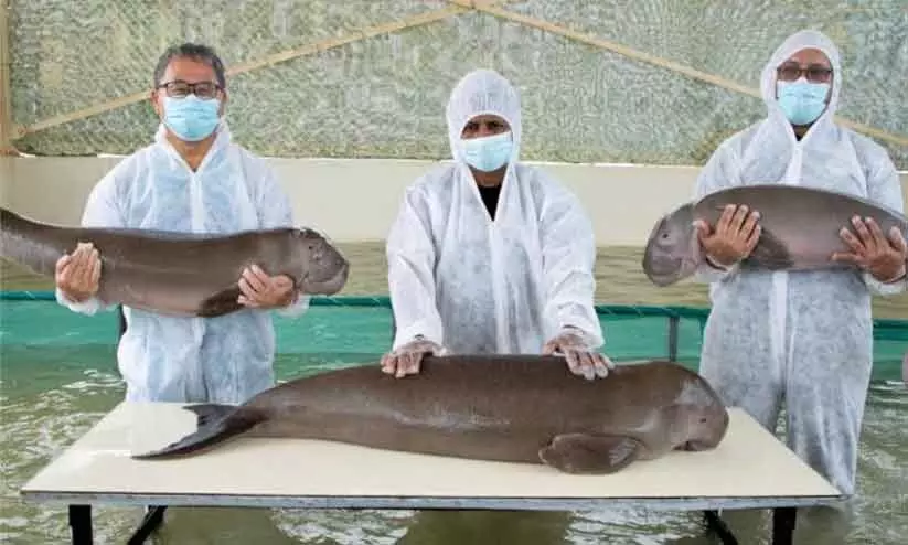 ക​ട​ൽ​പ​ശു​ക്ക​ൾ​ക്ക്​ ക​രു​ത​ലാ​യി