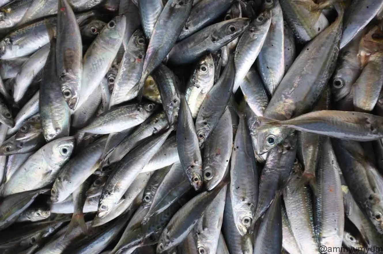 ചെറുമീനുകളുടെ പിടുത്തം തടയണം: മന്ത്രി അബ്ദുറഹ്മാന് കത്തയച്ചു ചെറുമീനുകളുടെ പിടുത്തം തടയണം: മന്ത്രി അബ്ദുറഹ്മാന് കത്തയച്ചു