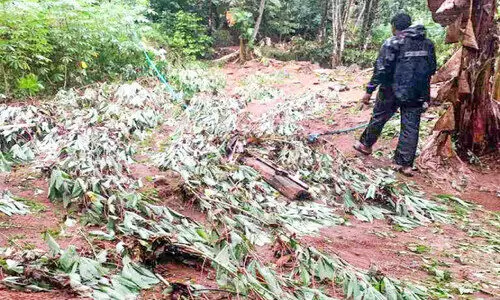 എരുമേലിയിൽ തോരാമഴ; കനത്തനാശം