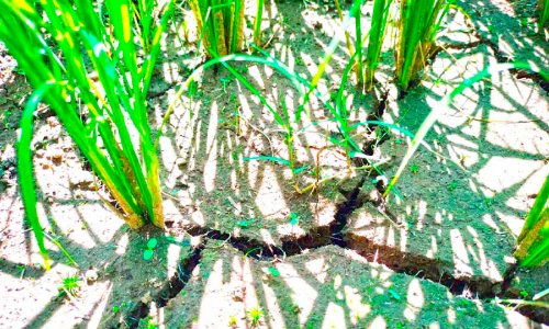 ഞാറ്റുവേല കത്തുന്നു; വയലേലകൾ കർഷകന്റെ കണ്ണീർപാടം