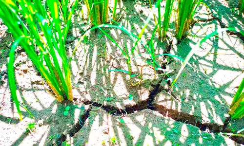 ഞാറ്റുവേല കത്തുന്നു; വയലേലകൾ കർഷകന്റെ കണ്ണീർപാടം ഞാറ്റുവേല കത്തുന്നു; വയലേലകൾ കർഷകന്റെ കണ്ണീർപാടം