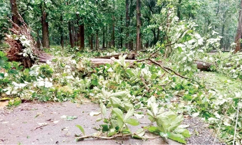 ആഞ്ഞുവീശി കാറ്റ്; നിലംപതിച്ചത് നിരവധി തേക്കുകൾ