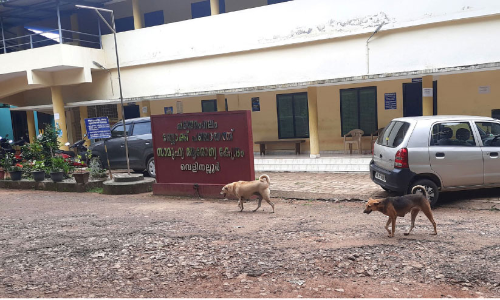 ഓയൂർ സാമൂഹിക ആരോഗ്യകേന്ദ്രത്തിൽ തെരുവുനായ് ശല്യം; മൂന്നുപേർക്ക് കടിയേറ്റു