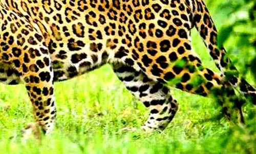 ഗുജറാത്തിൽ മൂന്നു വയസ്സുകാരിയെ പുലി കൊന്നുതിന്നു