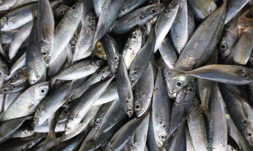 ചെറുമീനുകളുടെ പിടുത്തം തടയണം: മന്ത്രി അബ്ദുറഹ്മാന് കത്തയച്ചു