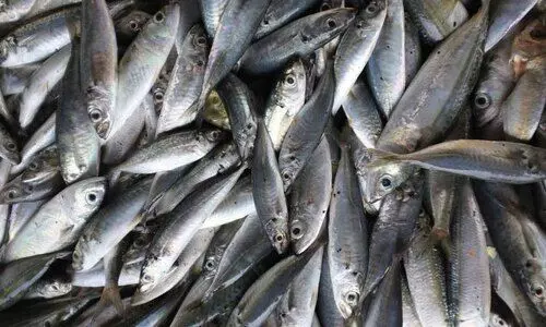 ചെറുമീനുകളുടെ പിടുത്തം തടയണം: മന്ത്രി അബ്ദുറഹ്മാന് കത്തയച്ചു