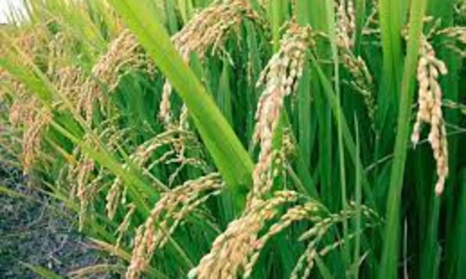 കൃഷിവകുപ്പ് കൺേട്രാൾ റൂമുകൾ തുറന്നു