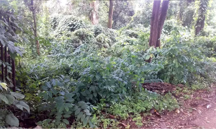 ശാസ്താംകോട്ടയിലെ പാർക്ക് ഓർമയായി ശാസ്താംകോട്ടയിലെ പാർക്ക് ഓർമയായി