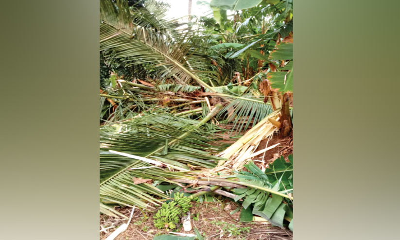 നെൽപാടങ്ങളിൽ കാട്ടുപന്നികൾ താണ്ഡവമാടുന്നു നെൽപാടങ്ങളിൽ കാട്ടുപന്നികൾ താണ്ഡവമാടുന്നു