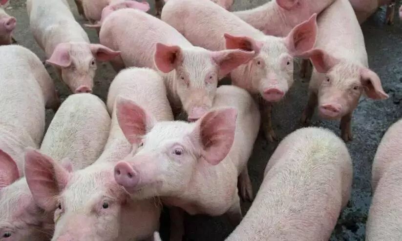 വയനാട്ടിലും കണ്ണൂരിലും ആഫ്രിക്കൻ പന്നിപ്പനി സ്ഥിരീകരിച്ചു