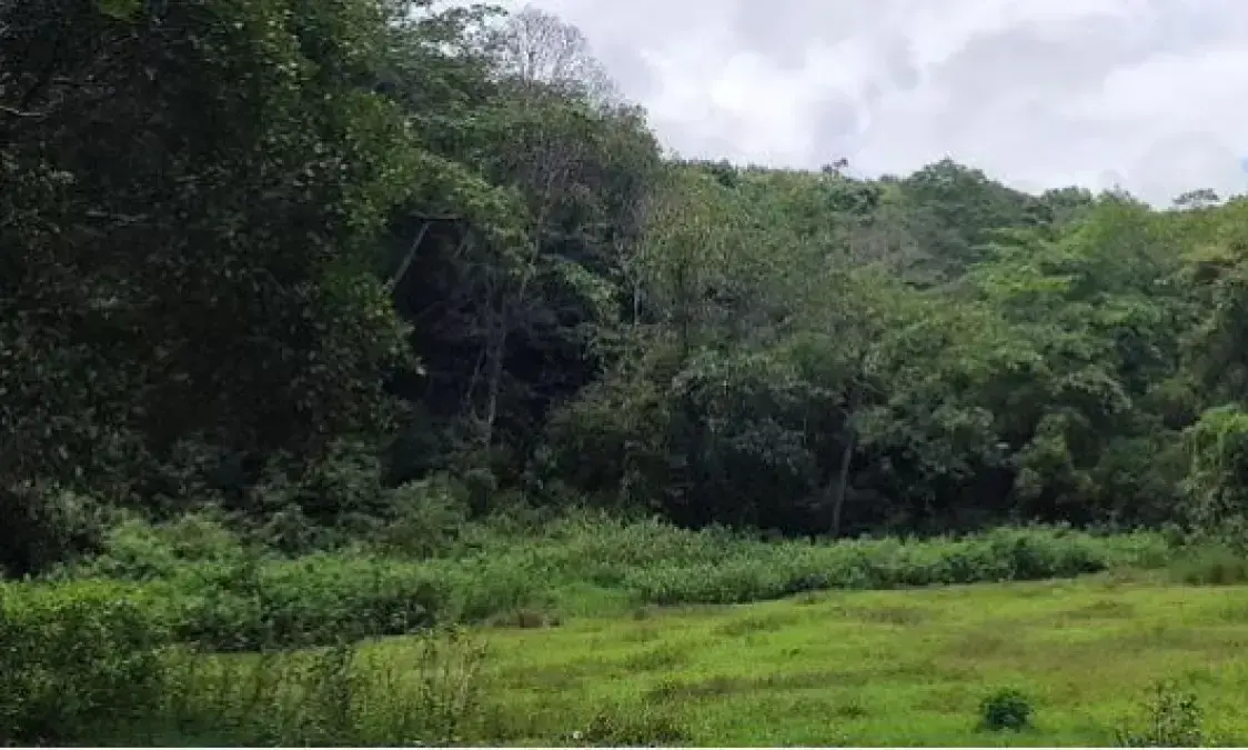 ഗാഡ്​ഗിലും കസ്തൂരിരംഗനും ഒഴിവാക്കി, എന്നിട്ടും കേളകം പരിസ്ഥിതിലോലം