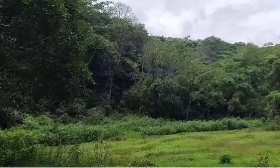 ഗാഡ്​ഗിലും കസ്തൂരിരംഗനും ഒഴിവാക്കി, എന്നിട്ടും കേളകം പരിസ്ഥിതിലോലം