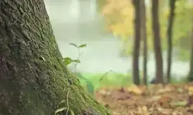 കരുതൽമേഖല: നടപടികൾ അവസാനഘട്ടത്തിൽ; ഉത്തരവ്​ ഇന്ന്​ ഇറങ്ങിയേക്കും