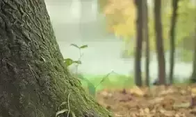 കരുതൽമേഖല: നടപടികൾ അവസാനഘട്ടത്തിൽ; ഉത്തരവ്​ ഇന്ന്​ ഇറങ്ങിയേക്കും