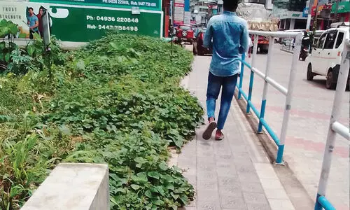 ന​ട​പ്പാ​ത നി​ർ​മി​ച്ച​ത് ല​ക്ഷ​ങ്ങ​ൾ മു​ട​ക്കി; കാ​ടു​വെ​ട്ടാ​ൻ കേ​ന്ദ്രം ക​നി​യ​ണം