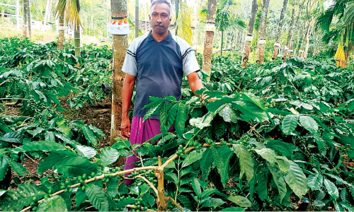 റ​ബ​ർ​തോ​ട്ട​ത്തി​ൽ കാ​പ്പി​കൃ​ഷി​യു​മാ​യി റോ​യി