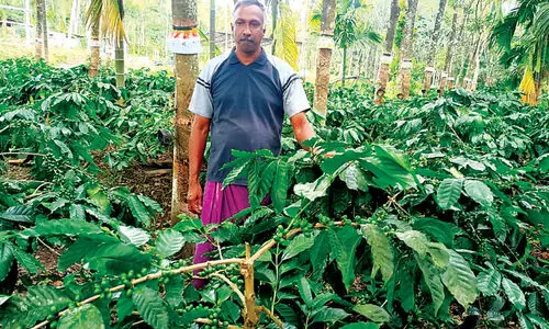 റ​ബ​ർ​തോ​ട്ട​ത്തി​ൽ കാ​പ്പി​കൃ​ഷി​യു​മാ​യി റോ​യി