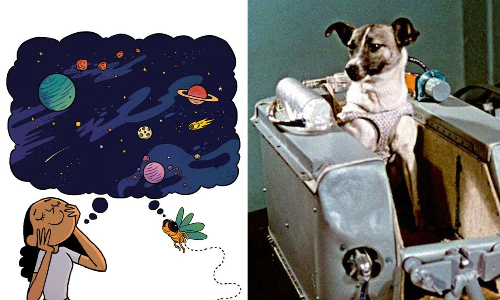 Animals That Went Into Space Before Humans