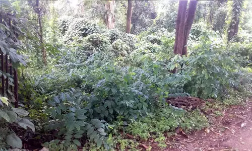 ശാസ്താംകോട്ടയിലെ പാർക്ക് ഓർമയായി