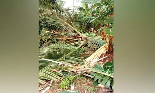 നെൽപാടങ്ങളിൽ കാട്ടുപന്നികൾ താണ്ഡവമാടുന്നു