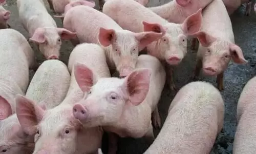 വയനാട്ടിലും കണ്ണൂരിലും ആഫ്രിക്കൻ പന്നിപ്പനി സ്ഥിരീകരിച്ചു