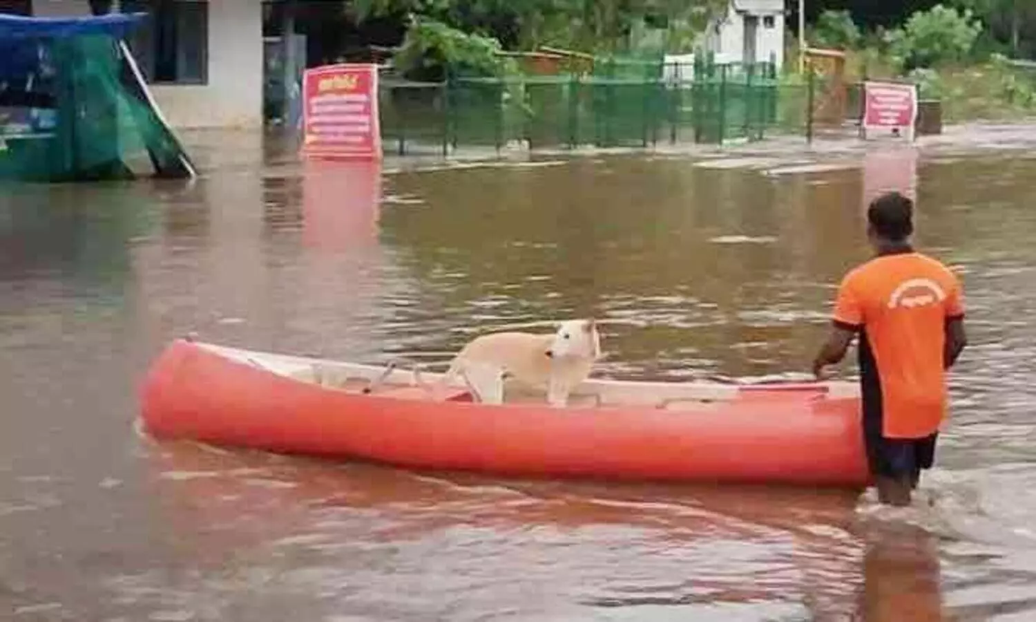 ആലുവ മണപ്പുറത്ത് കുടുങ്ങിയ നായക്ക് യുവാക്കൾ രക്ഷകരായി
