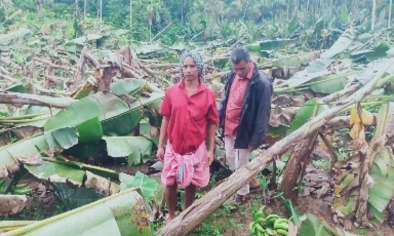 കനത്ത മഴയിൽ വാഴകൃഷി വ്യാപകമായി നശിച്ചു