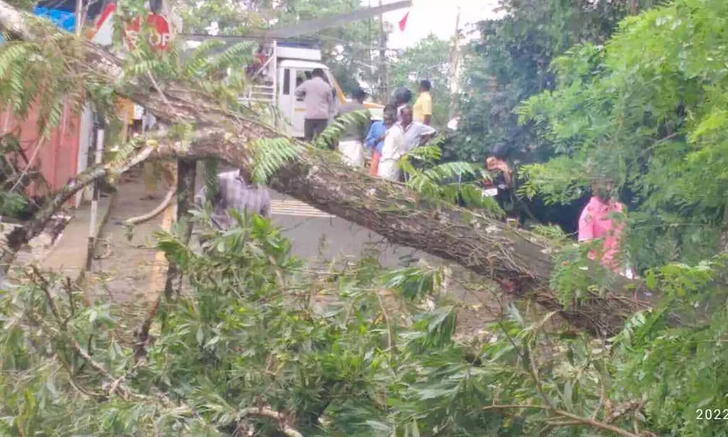 മരം വീണ് ഗതാഗതം തടസ്സപ്പെട്ടു