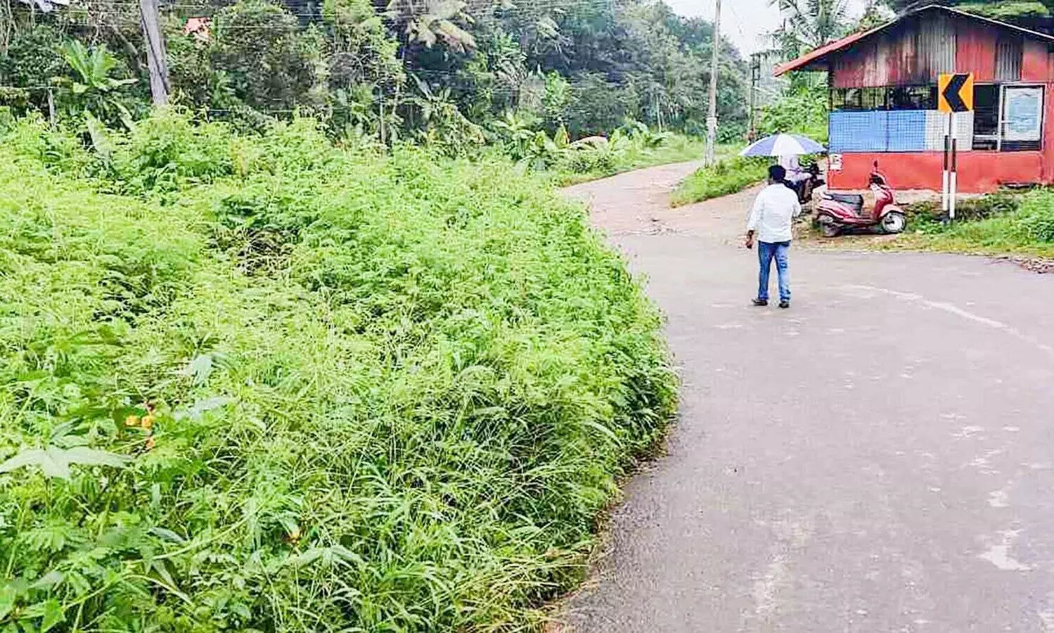 പാതയോരത്തെ കാട് അപകട ഭീഷണി