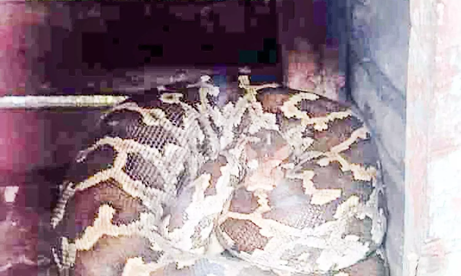 കോഴിക്കൂട്ടിൽ കയറിയ പെരുമ്പാമ്പിനെ പിടികൂടി