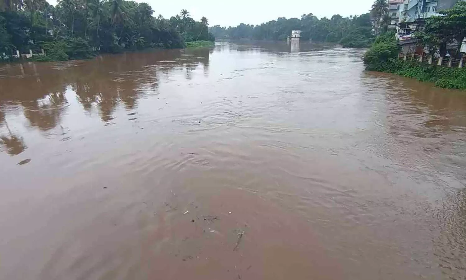 ചിത്രം. മൂവാറ്റുപുഴയാറ്റിൽ ജല നിര പ്പ് ഉയർന്നപ്പോൾ . Em Mvpa 2  puzha