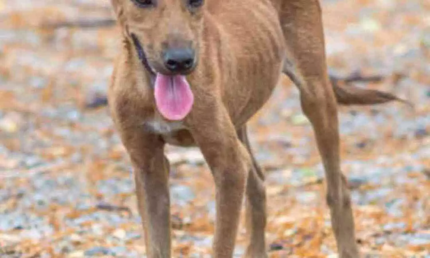 ഉമ്മൻ ചാണ്ടിക്ക് കിളിമാനൂരിൽ സ്വീകരണം