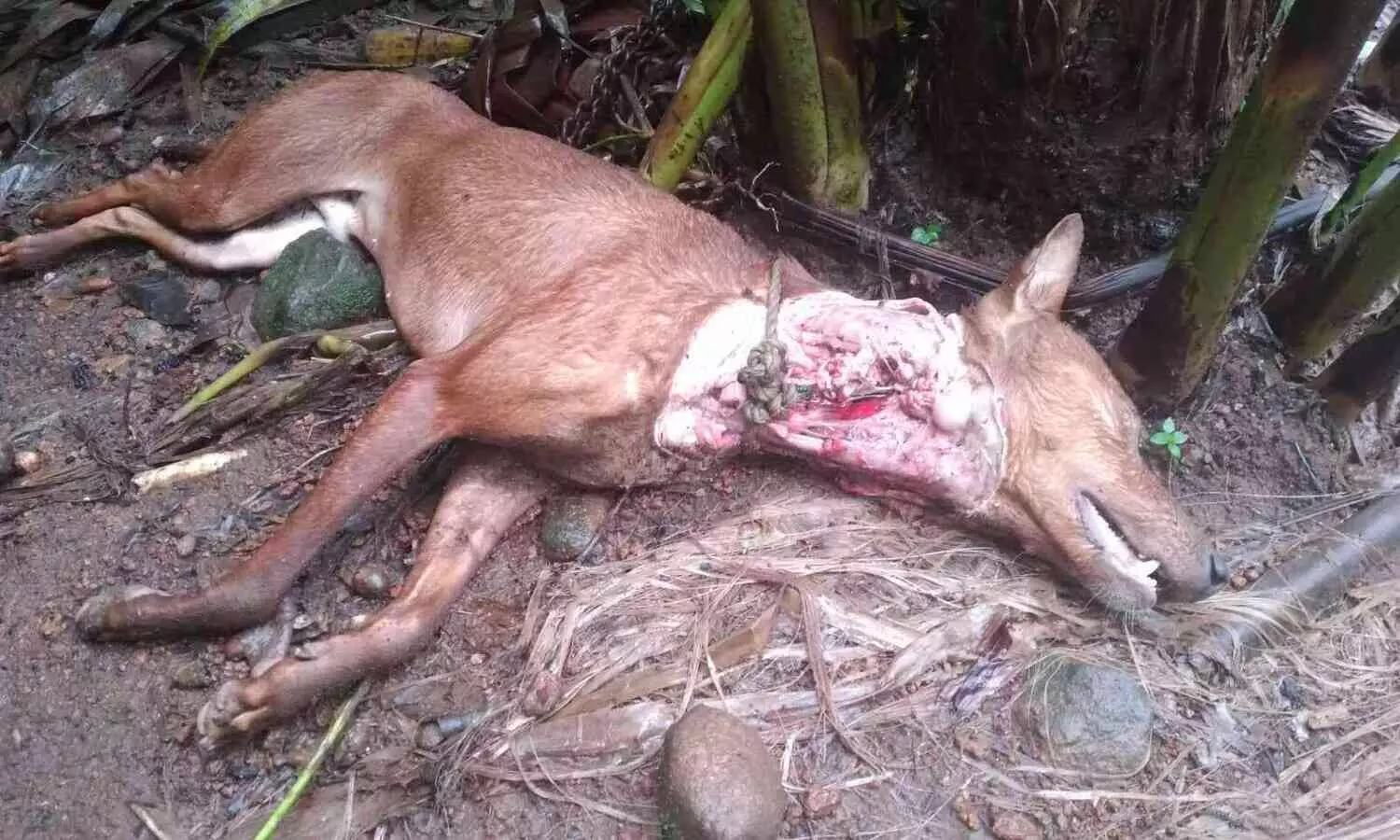 വളർത്തുനായയെ പുലി കൊന്നു;  ഭീതിയിൽ കോർമല