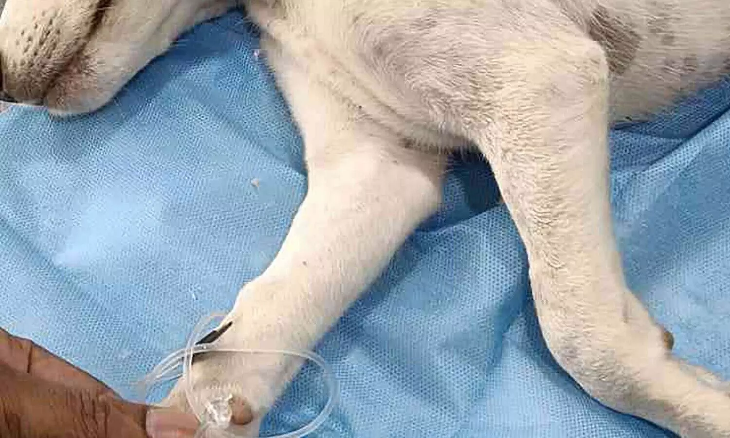 വാഹനമിടിച്ച് അവശനിലയിൽ കിടന്ന നായ്​കുട്ടിക്ക് രക്ഷയെത്തി