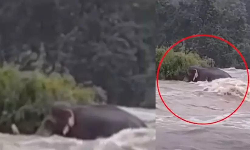 അതിരപ്പിള്ളിയിൽ ഒഴുക്കിൽപെട്ട കാട്ടാന കരകയറി VIDEO