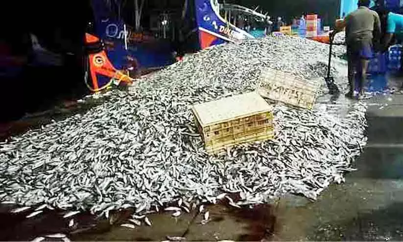 മുതലപ്പൊഴിയിൽ മത്തി ചാകര മുതലപ്പൊഴിയിൽ മത്തി ചാകര