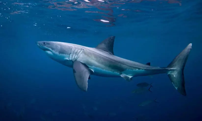 ഡോൾഫിനുകൾക്കൊപ്പം നീന്തിയ കൗമാരക്കാരിയെ സ്രാവ് കടിച്ചുകൊന്നു ഡോൾഫിനുകൾക്കൊപ്പം നീന്തിയ കൗമാരക്കാരിയെ സ്രാവ് കടിച്ചുകൊന്നു