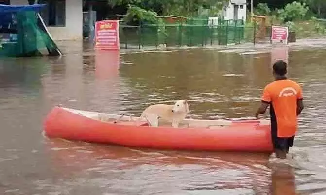 ആലുവ മണപ്പുറത്ത് കുടുങ്ങിയ നായക്ക് യുവാക്കൾ രക്ഷകരായി ആലുവ മണപ്പുറത്ത് കുടുങ്ങിയ നായക്ക് യുവാക്കൾ രക്ഷകരായി