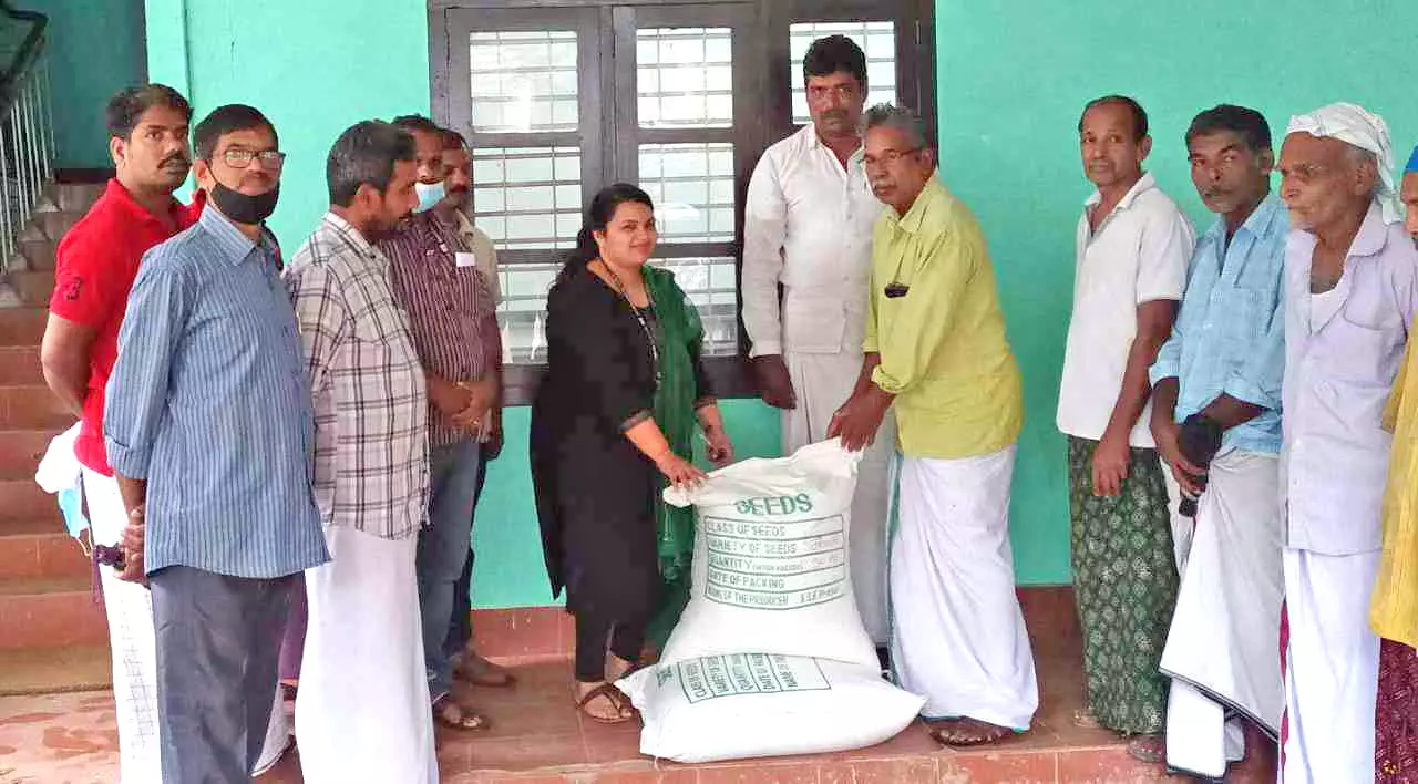 മാവൂർ പാടത്തെ കർഷകർക്ക് നെൽവിത്ത് ലഭ്യമാക്കി മാവൂർ പാടത്തെ കർഷകർക്ക് നെൽവിത്ത് ലഭ്യമാക്കി