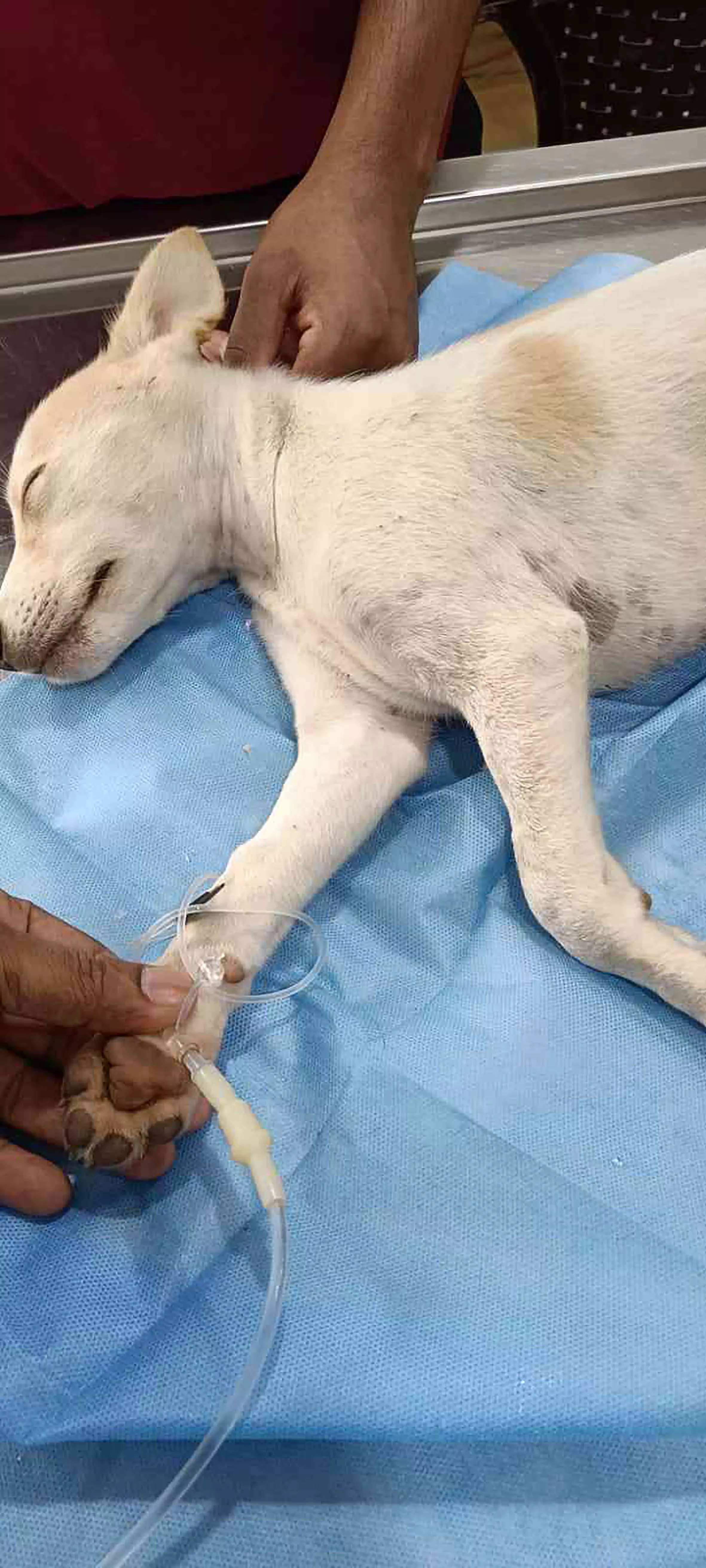 വാഹനമിടിച്ച് അവശനിലയിൽ കിടന്ന നായ്കുട്ടിക്ക് രക്ഷയെത്തി വാഹനമിടിച്ച് അവശനിലയിൽ കിടന്ന നായ്കുട്ടിക്ക് രക്ഷയെത്തി