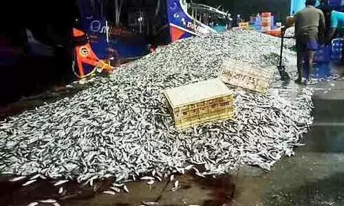 മുതലപ്പൊഴിയിൽ മത്തി ചാകര