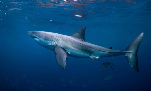 ഡോൾഫിനുകൾക്കൊപ്പം നീന്തിയ കൗമാരക്കാരിയെ സ്രാവ് കടിച്ചുകൊന്നു