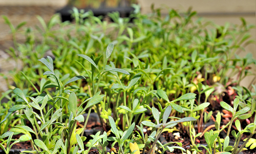 ക്വിനോവ മുതൽ ഗാഫ് വരെ..   മുരുഭൂമിയിലെ ഉപ്പുവെള്ളത്തിൽ വളരുന്ന മധുരക്കാഴ്ചകൾ...