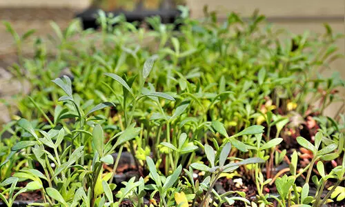 ക്വിനോവ മുതൽ ഗാഫ് വരെ..   മുരുഭൂമിയിലെ ഉപ്പുവെള്ളത്തിൽ വളരുന്ന മധുരക്കാഴ്ചകൾ...